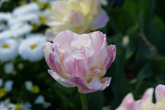 Tulipan Creme upstar