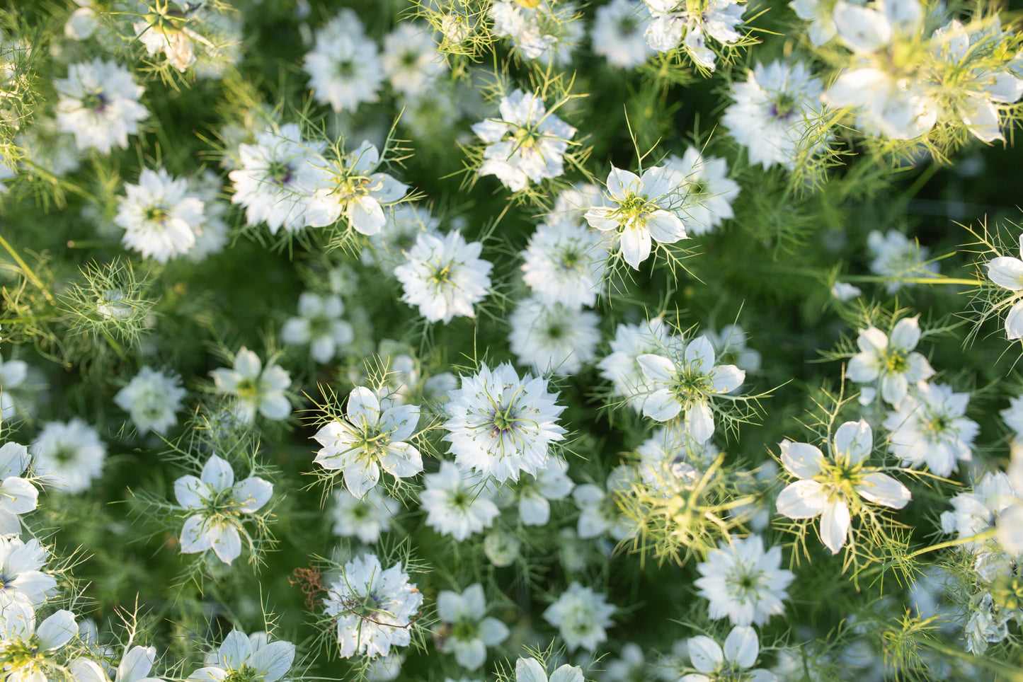 Vzhodna črnika Miss jekyll white