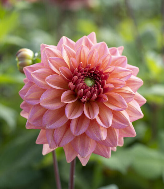 Dalija Salmon runner