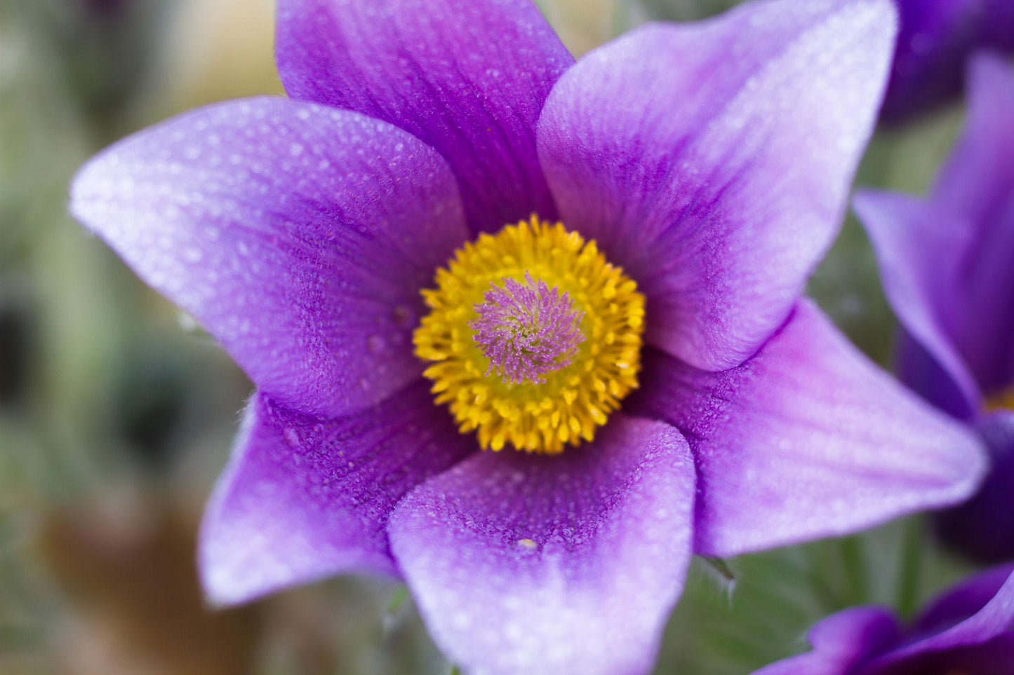 Travniški kosmatinec Pinwheel Blue Violet Shades