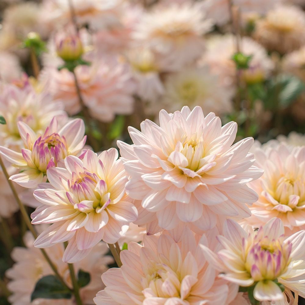 Dalija Diana's memory