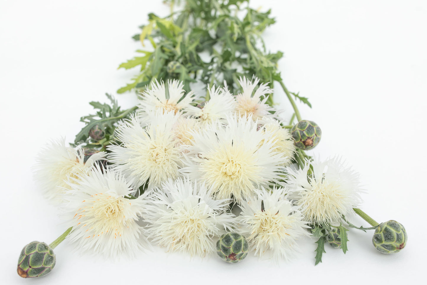 Dišeči glavinec The bride