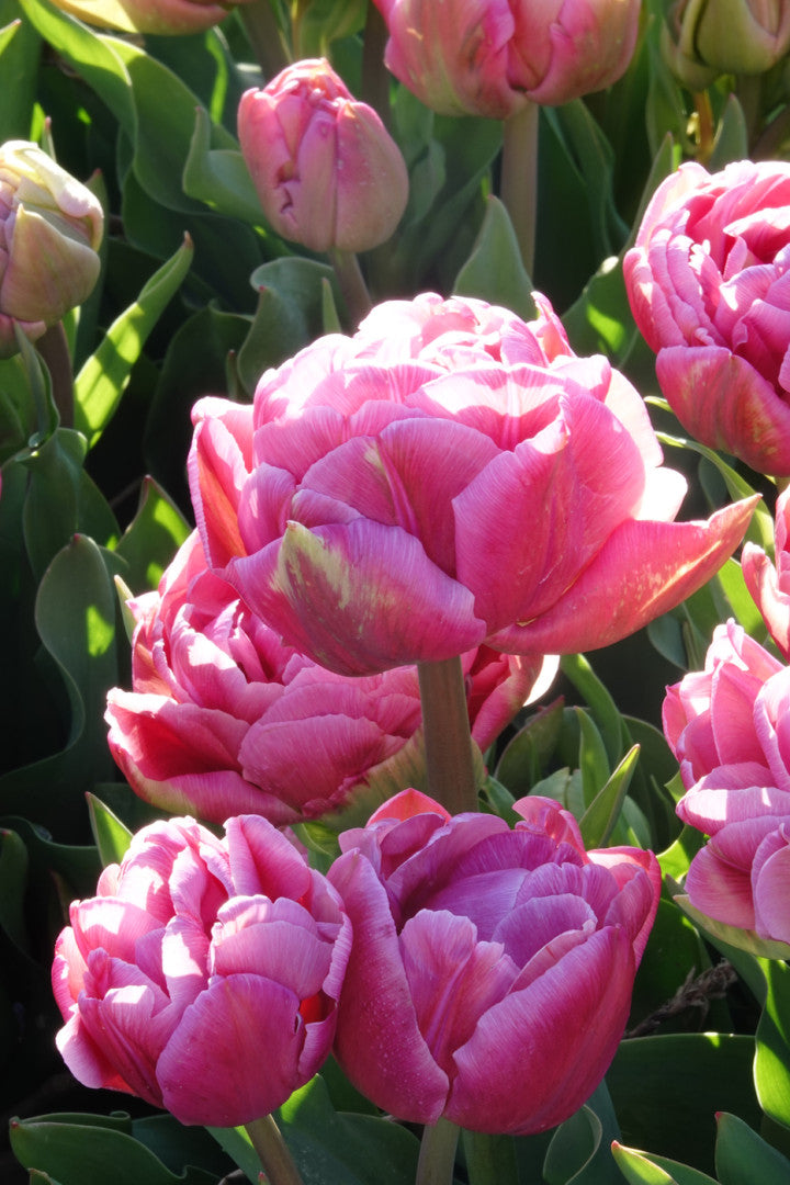 Tulipan Double Arosa