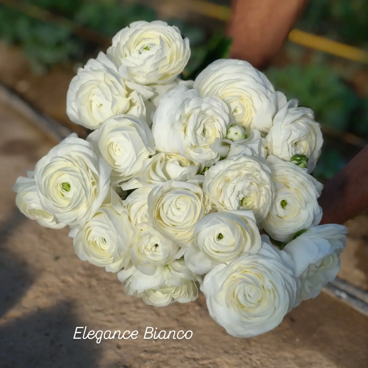 Ranunkula Elegance® Bianco