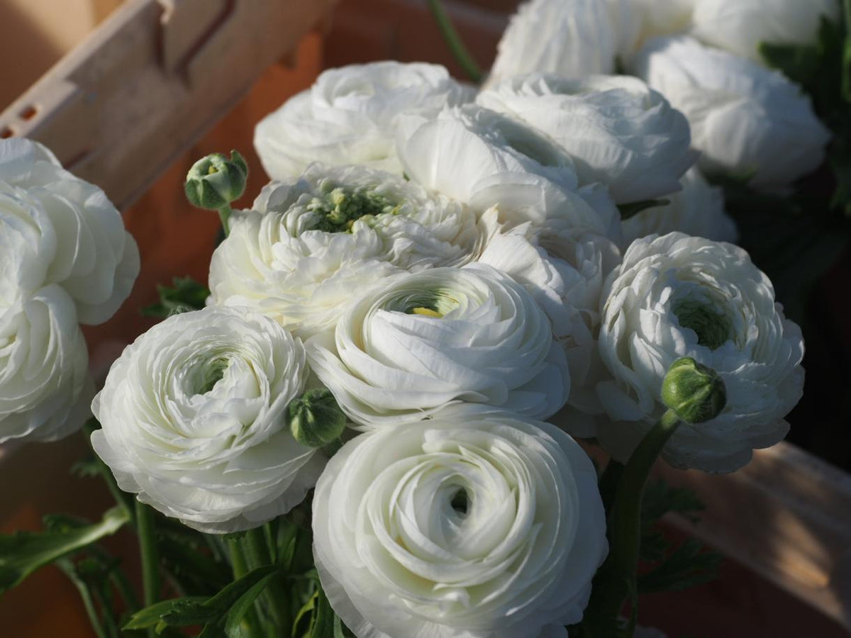 Ranunkula Elegance® Bianco