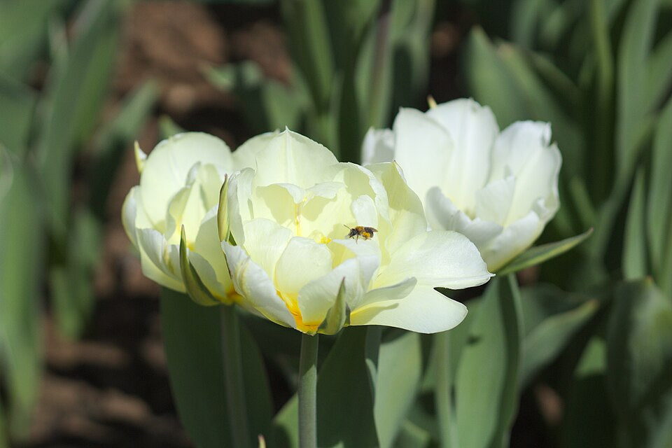 Tulipan Exotic emperor