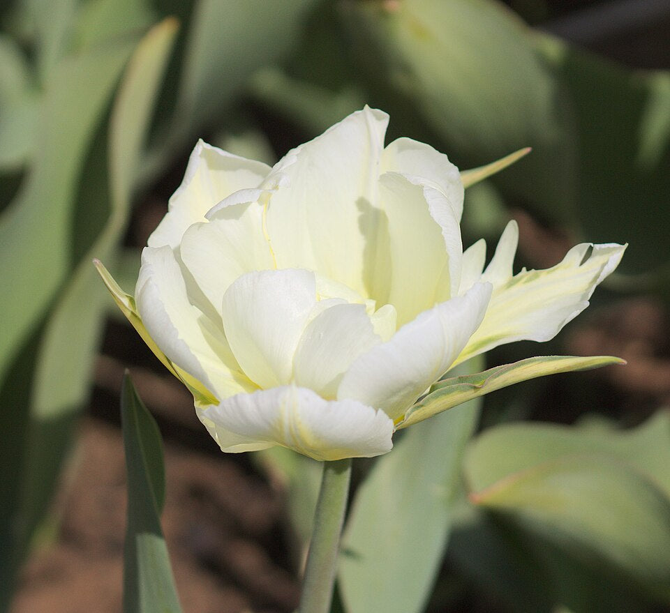 Tulipan Exotic emperor