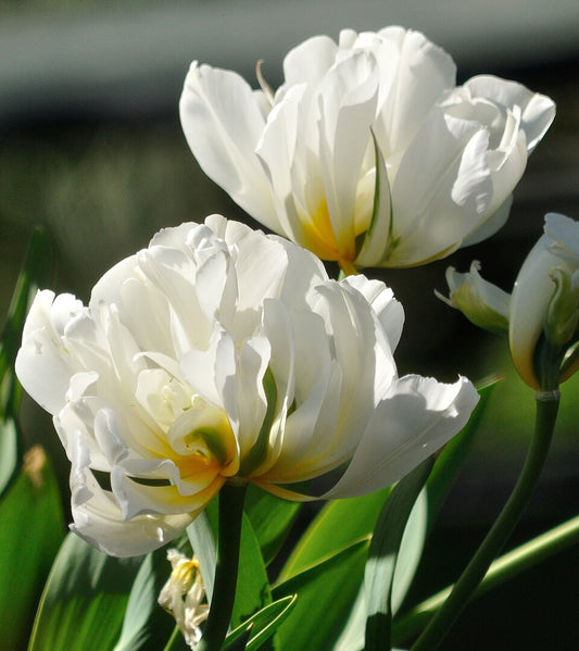Tulipan Exotic emperor