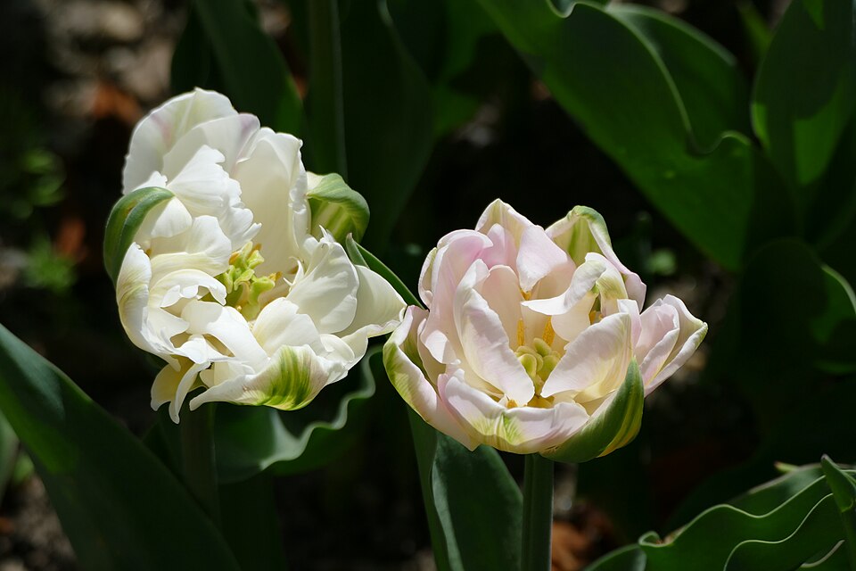 Tulipan Finola