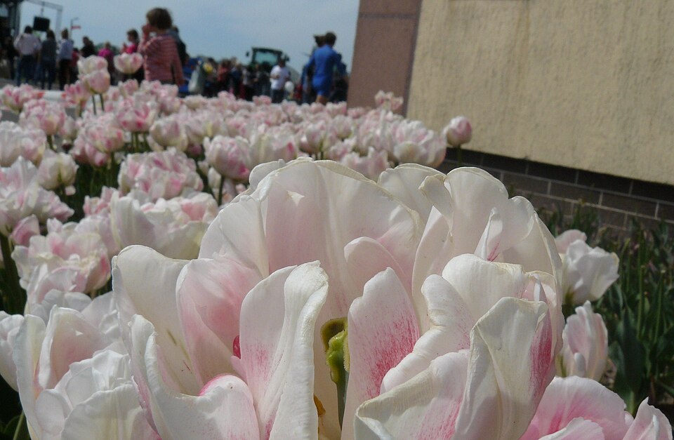 Tulipan Finola