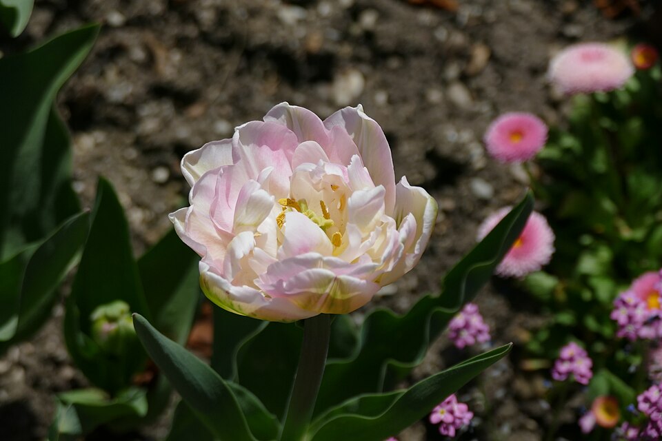 Tulipan Finola