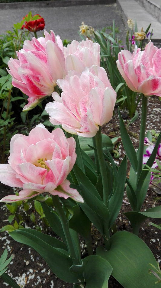 Tulipan Finola