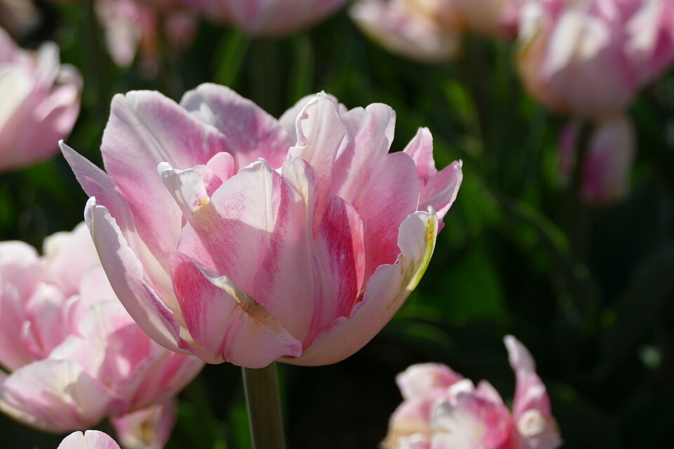Tulipan Foxtrot