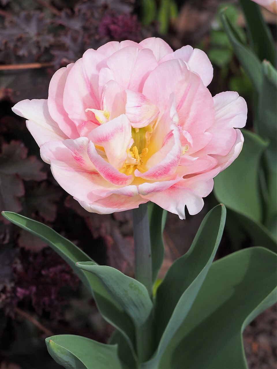 Tulipan Foxtrot