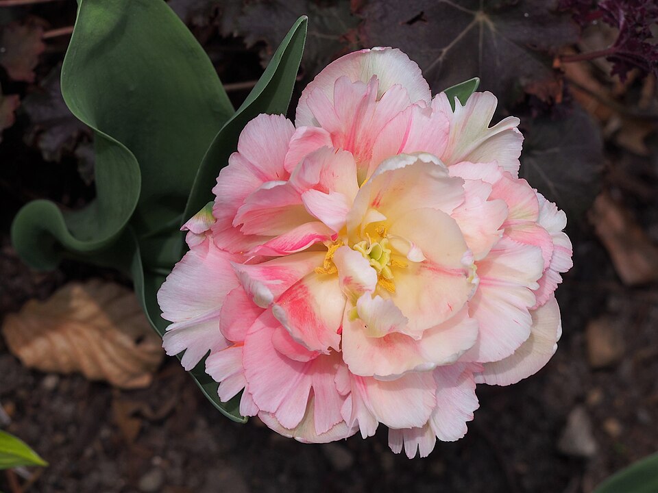Tulipan Foxtrot