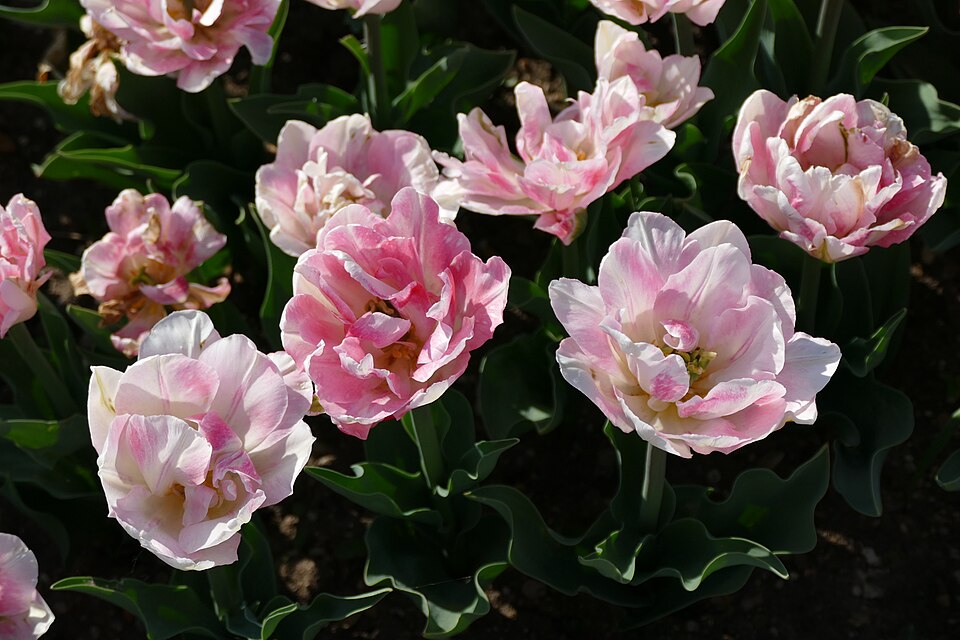Tulipan Foxtrot