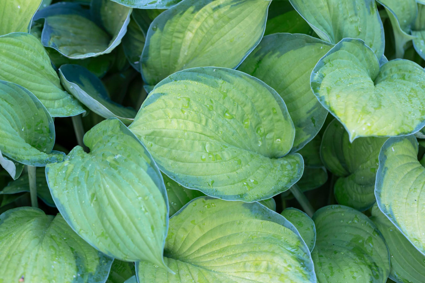 Hosta Frances Williams