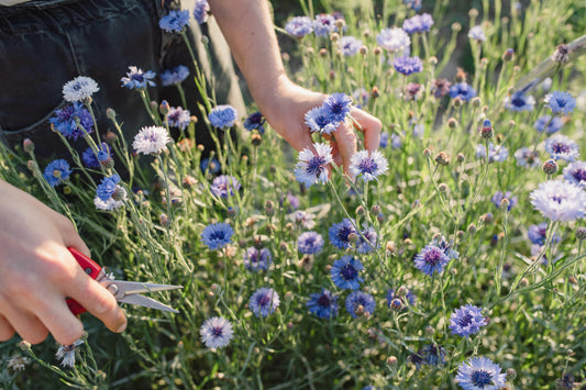 Glavinec Classic fantastic