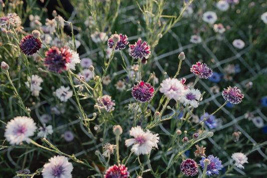 Glavinec Classic magic