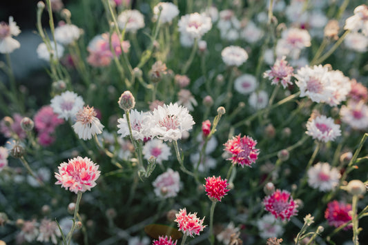 Glavinec Classic romantic