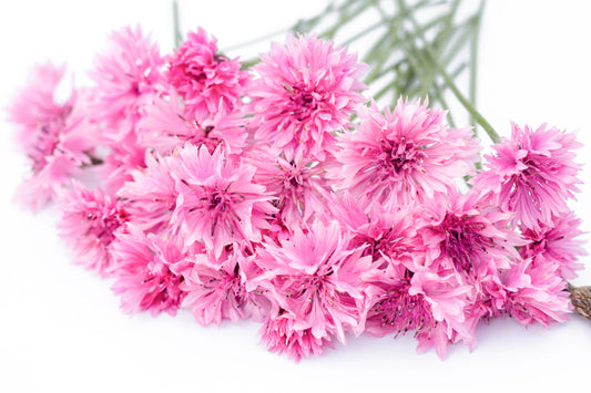 Glavinec Tall double pinkie