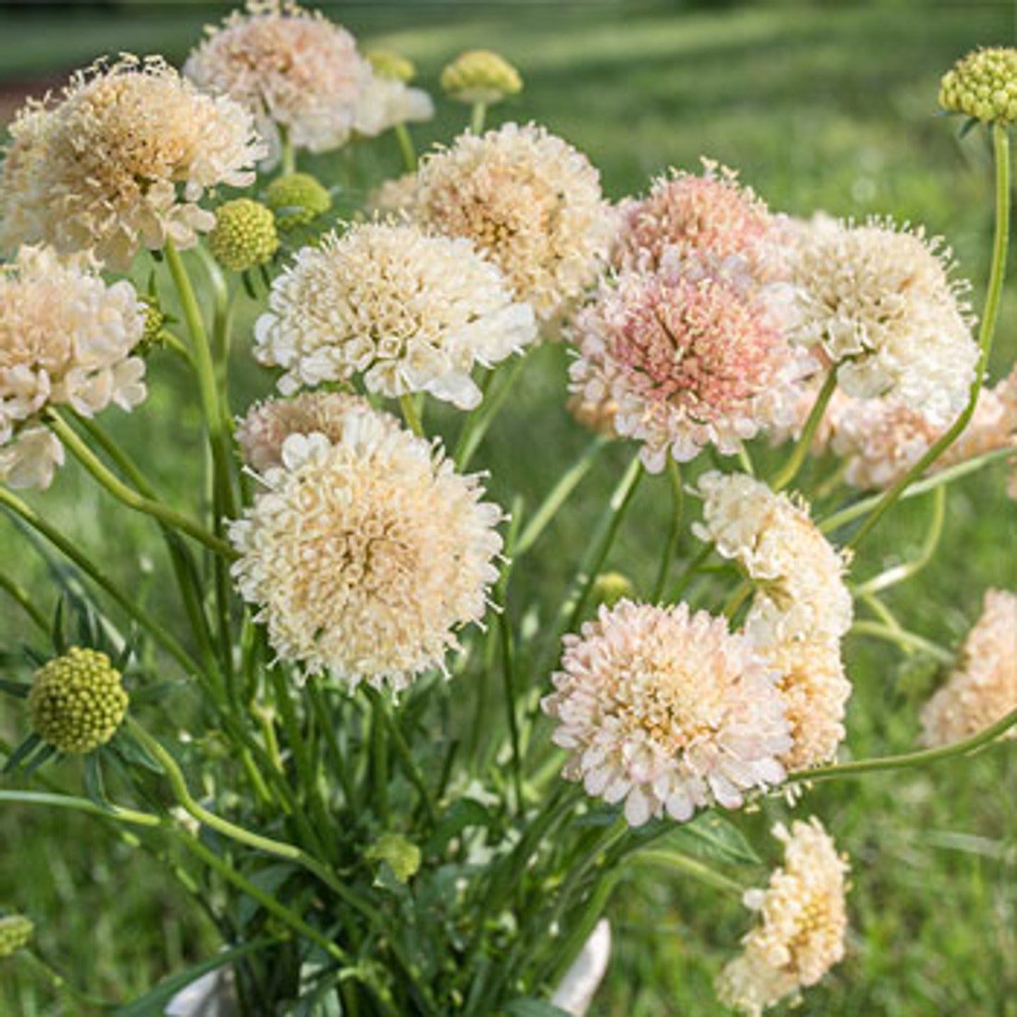 Grintavec (scabiosa) fata morgana