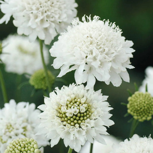 Grintavec Snowmaiden