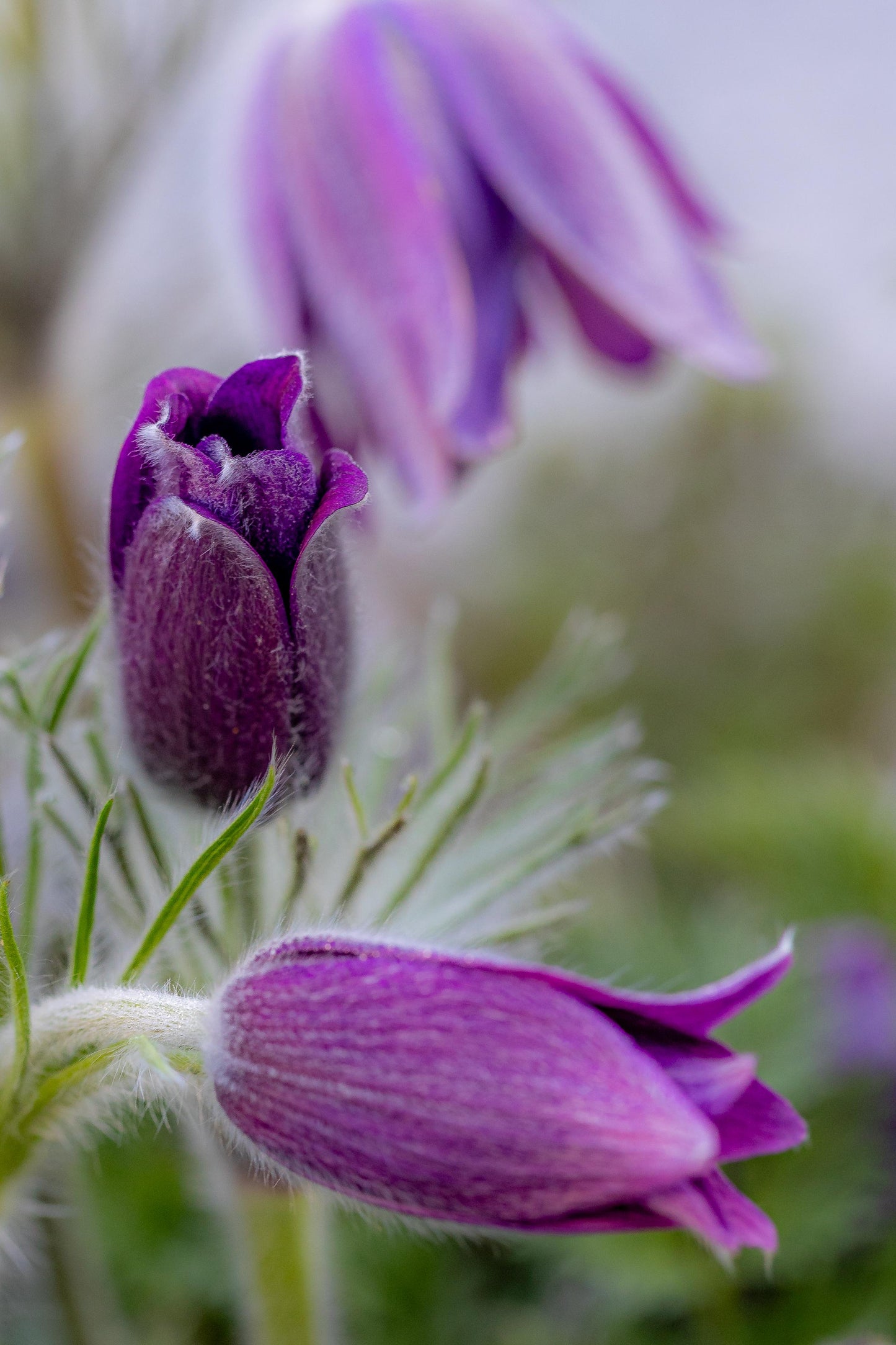 Travniški kosmatinec Pinwheel Blue Violet Shades