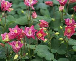 Orlica Winky rose rose