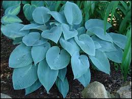 Hosta Halcyon