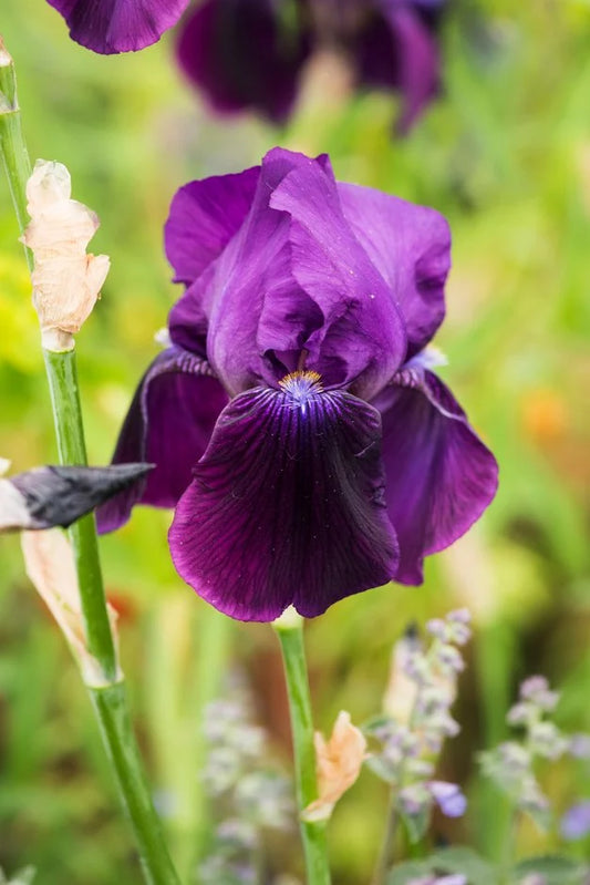 Bradata perunika Sable