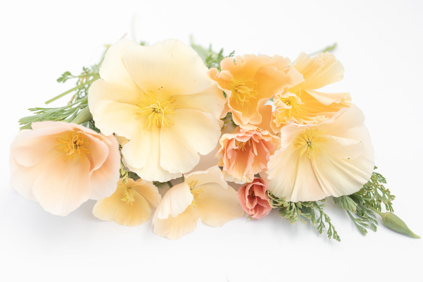 Kalifornijski mak Pink champagne