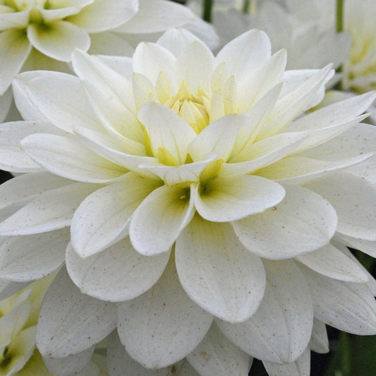 Dalija Karma maarten zwaan