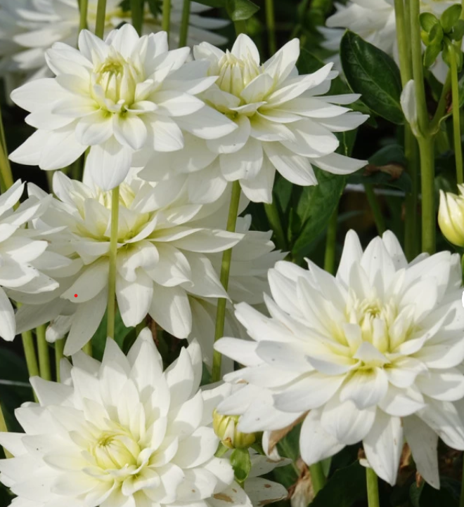 Dalija Karma maarten zwaan