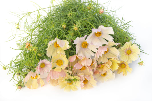 Kozmeja Apricot Lemonade