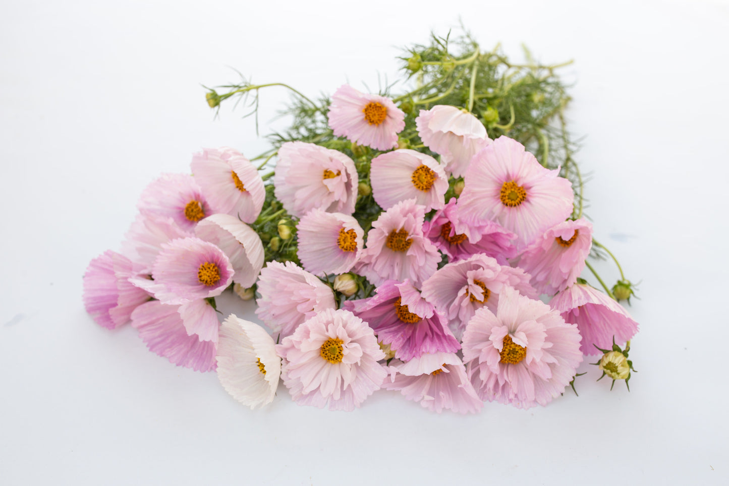 Kozmeja Cupcakes blush