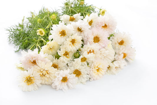 Kozmeja Double click snow puff