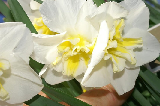 Narcisa Lemon beauty