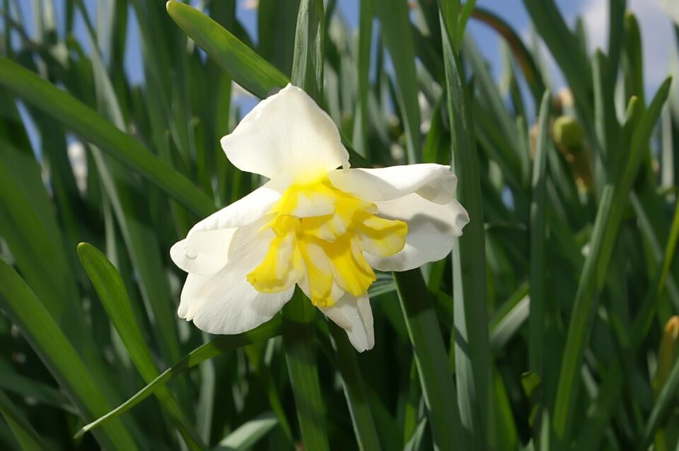 Narcisa Lemon beauty