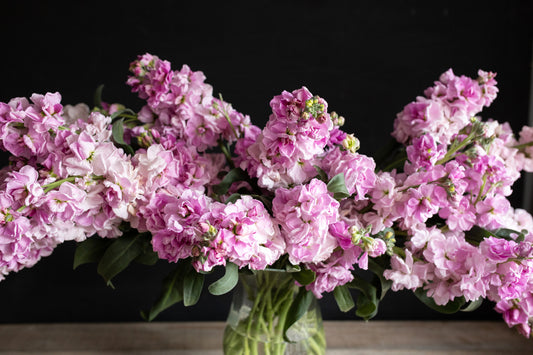 Šeboj Katz cherry blossom