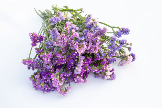 Mrežica qis pastel - limonium