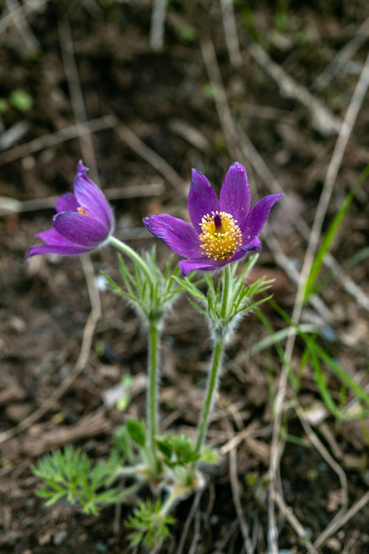 Travniški kosmatinec Pinwheel Blue Violet Shades