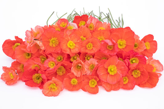 Mak Champagne bubbles pink