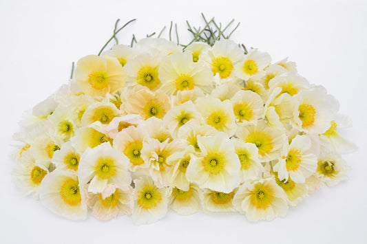 Mak 'Champagne Bubbles white