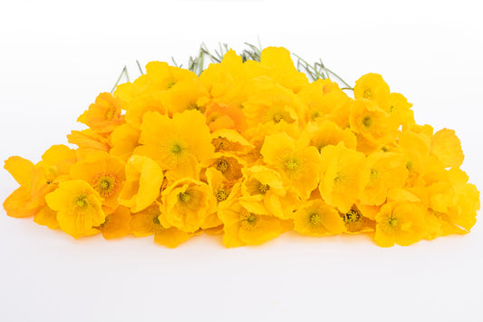 Mak Champagne bubbles yellow