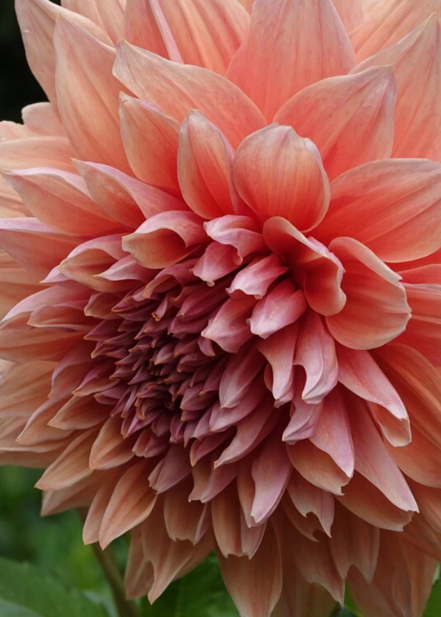 Dalija Mango madness