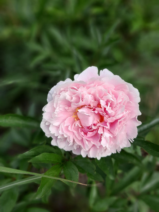 Potonika Sarah Bernhardt