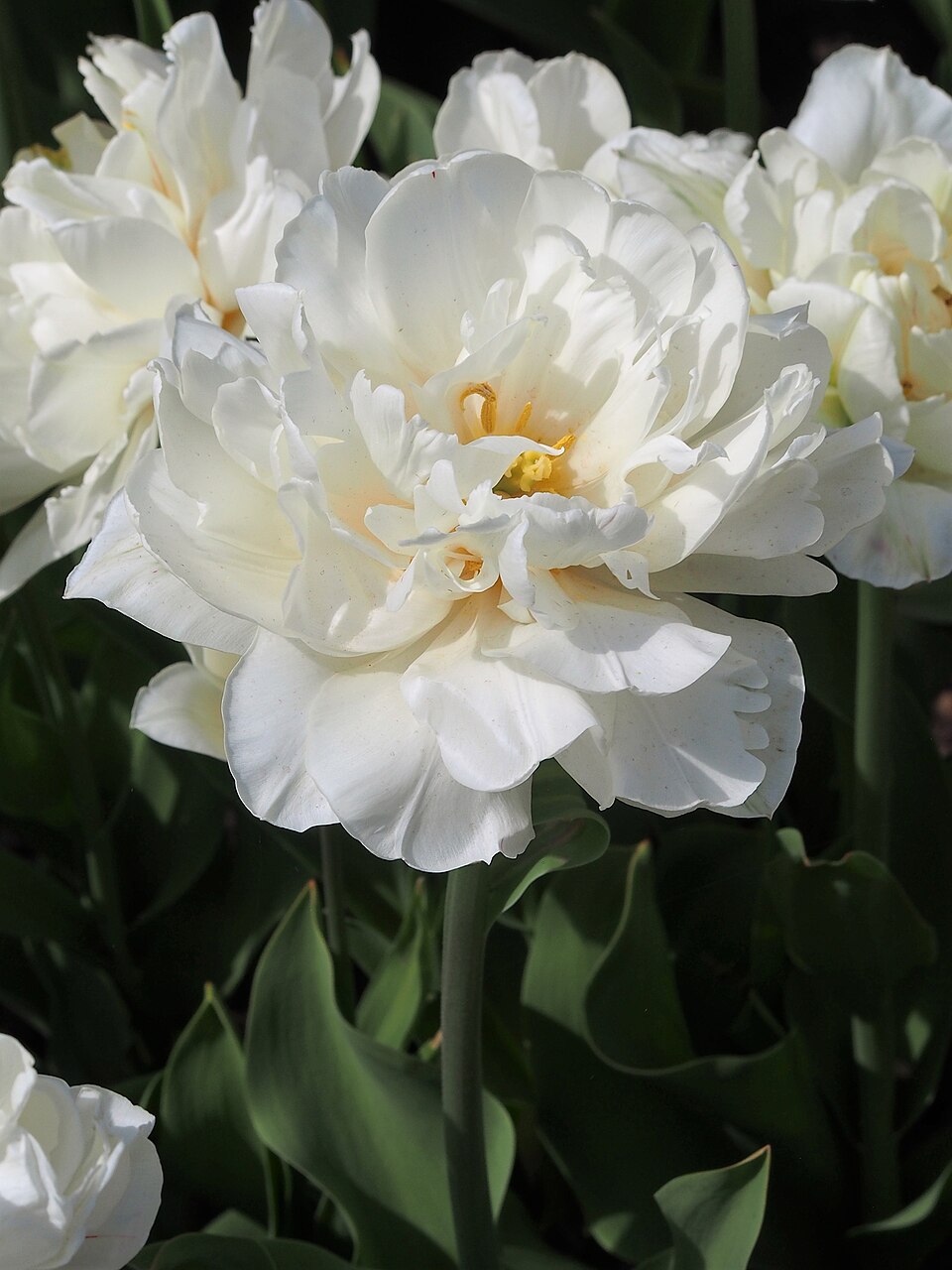 Tulipan Mount Tacoma