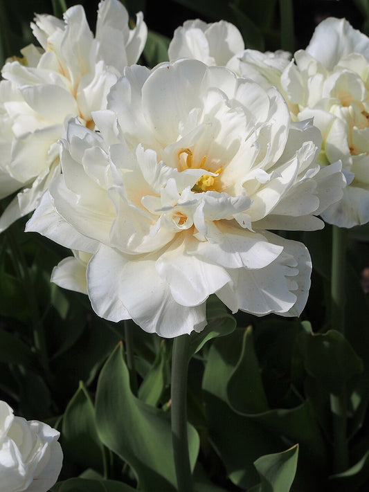 Tulipan Mount Tacoma