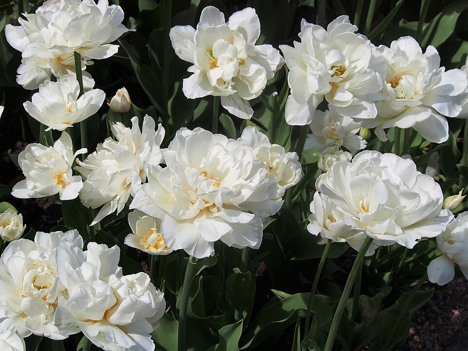 Tulipan Mount Tacoma
